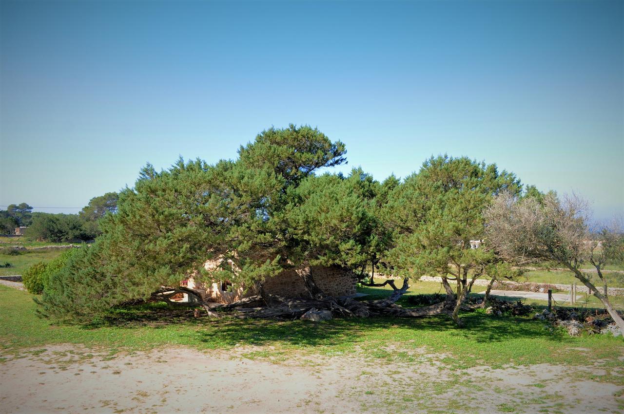 Siamoformentera Bella Villa San Francisco Javier Luaran gambar